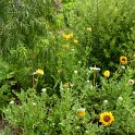Arctotis fastuosa 'Sunday' (2)